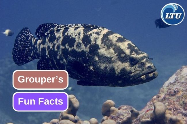 Here are 8 Fun Facts of Grouper